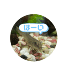 ドジョウらぶ3（個別スタンプ：13）