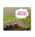 ドジョウらぶ3（個別スタンプ：14）