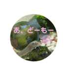 ドジョウらぶ3（個別スタンプ：16）