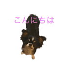 らいむの日常1（個別スタンプ：1）