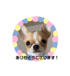 チワワのちゃい（個別スタンプ：2）