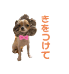 チワワのちゃい（個別スタンプ：7）