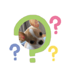 チワワのちゃい（個別スタンプ：12）
