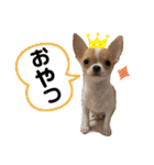 チワワのちゃい（個別スタンプ：17）