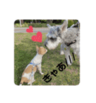 チワワのちゃい（個別スタンプ：26）