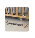 チワワのちゃい（個別スタンプ：30）