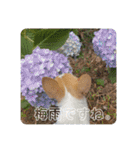 チワワのちゃい（個別スタンプ：32）