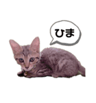 茶々丸 ①（個別スタンプ：1）