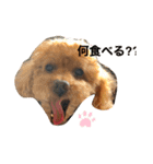 京都弁プーちゃん スタンプ（個別スタンプ：1）