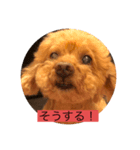 京都弁プーちゃん スタンプ（個別スタンプ：5）