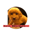 京都弁プーちゃん スタンプ（個別スタンプ：8）