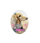 ミニチュアダックスさすけ（個別スタンプ：4）