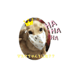 ミニチュアダックスさすけ（個別スタンプ：10）