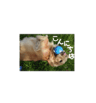 ミニチュアダックスさすけ（個別スタンプ：15）