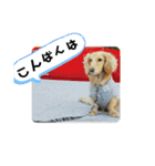 ミニチュアダックスさすけ（個別スタンプ：16）