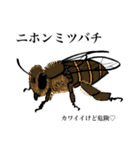 ゆるめの昆虫図鑑（個別スタンプ：12）
