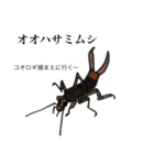 ゆるめの昆虫図鑑（個別スタンプ：16）