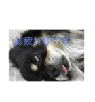 愛犬いちごスタンプ（個別スタンプ：3）