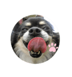 愛犬いちごスタンプ（個別スタンプ：6）