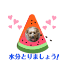 マルプーのメイプルのスタンプ（個別スタンプ：9）