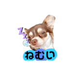 まろ①（個別スタンプ：1）