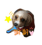 Pu〜（個別スタンプ：15）