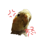 オカメ2020（個別スタンプ：5）