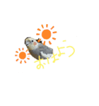 オカメ2020（個別スタンプ：7）