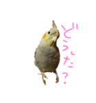 オカメ2020（個別スタンプ：12）