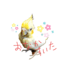 オカメ2020（個別スタンプ：13）