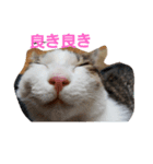 さ.み.ちニャンs（個別スタンプ：2）