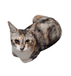 Free combination ＊ Cat stamp（個別スタンプ：5）