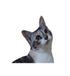 Free combination ＊ Cat stamp（個別スタンプ：6）