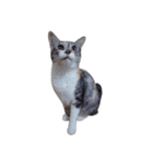 Free combination ＊ Cat stamp（個別スタンプ：7）