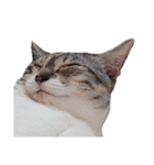 Free combination ＊ Cat stamp（個別スタンプ：14）