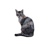 Free combination ＊ Cat stamp（個別スタンプ：16）