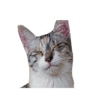 Free combination ＊ Cat stamp（個別スタンプ：22）