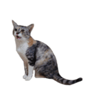 Free combination ＊ Cat stamp（個別スタンプ：32）