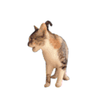 Free combination ＊ Cat stamp（個別スタンプ：37）