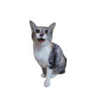 Free combination ＊ Cat stamp（個別スタンプ：39）