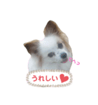 パピヨン娘Chocolatの一言（個別スタンプ：2）