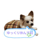 パピヨン娘Chocolatの一言（個別スタンプ：4）