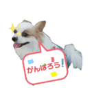 パピヨン娘Chocolatの一言（個別スタンプ：6）