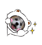 パピヨン めるめる 2（個別スタンプ：3）