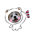 パピヨン めるめる 2（個別スタンプ：5）