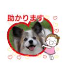 パピヨン めるめる 2（個別スタンプ：10）