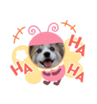 パピヨン めるめる 2（個別スタンプ：19）