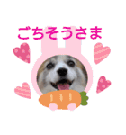 パピヨン めるめる 2（個別スタンプ：24）