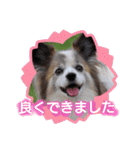 パピヨン めるめる 2（個別スタンプ：25）
