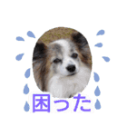 パピヨン めるめる 2（個別スタンプ：30）